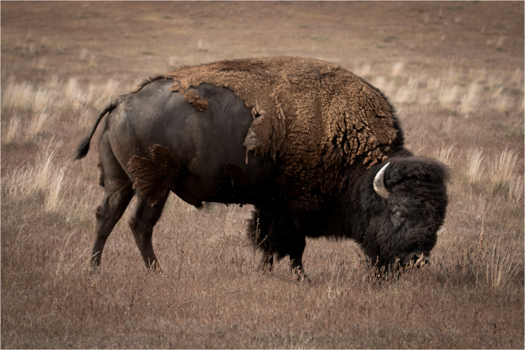 Main image Home On The Plains