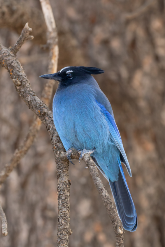 Main image Steller In Blue