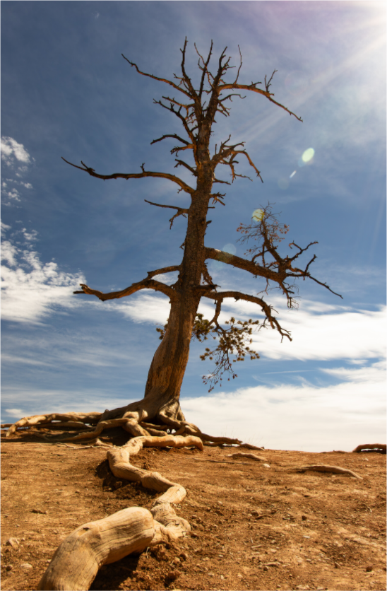 Main image Desolate Sentinel