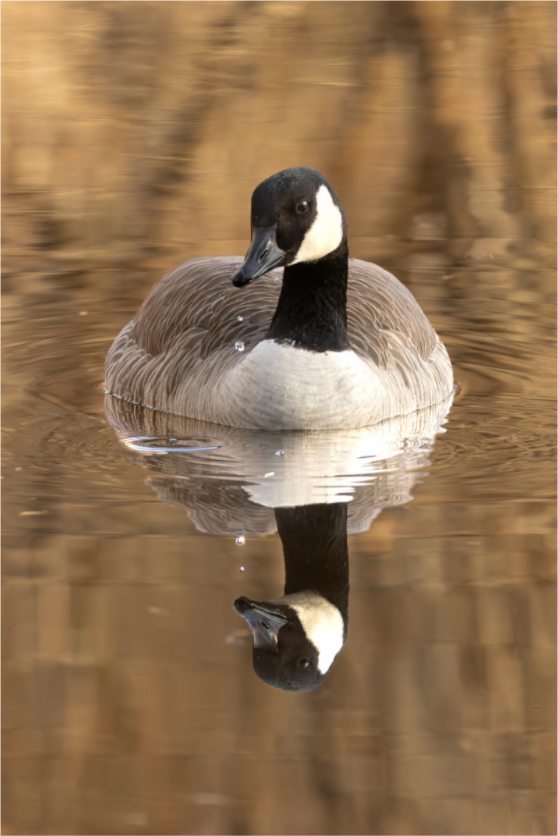 Main image Mirror of Gold