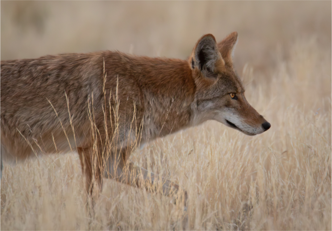 Main image On The Prowl