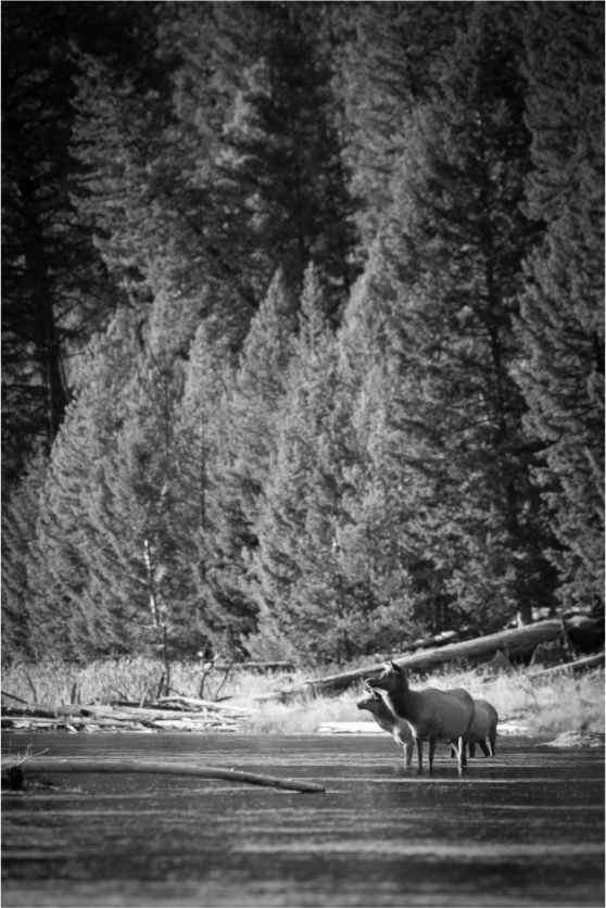 Main image River Refuge