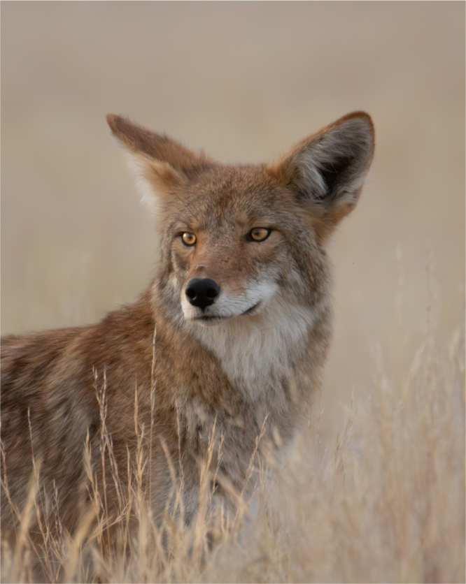Main image Lookback Coyote