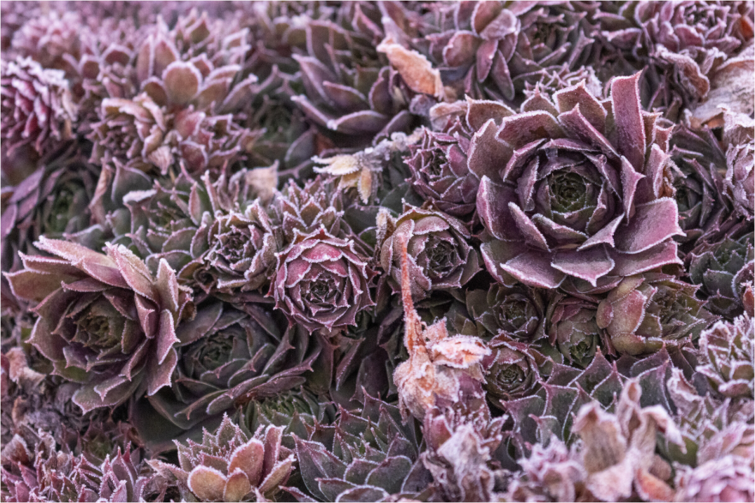 Main image Purple Chicks