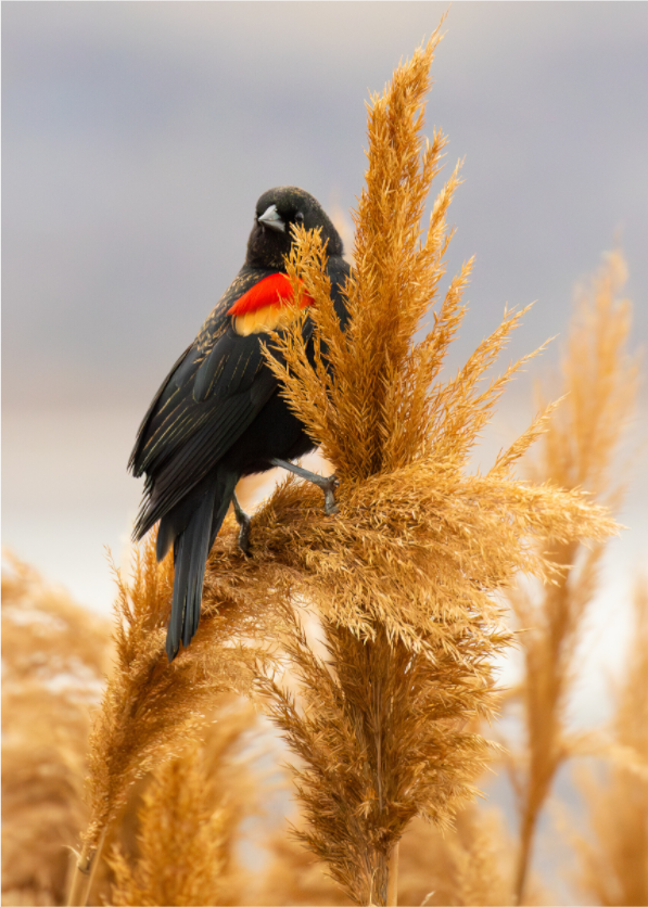 Main image Blackbird's Perch