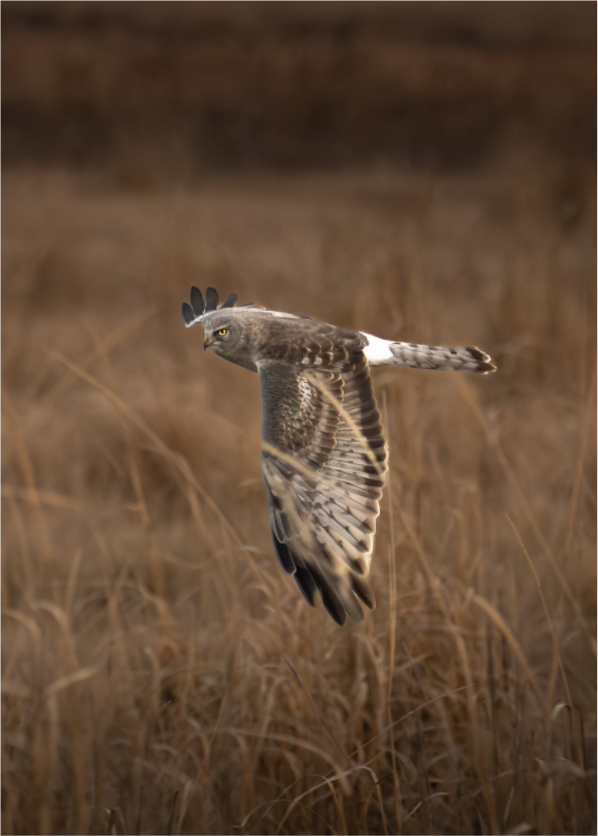 Main image Harrier's Gaze