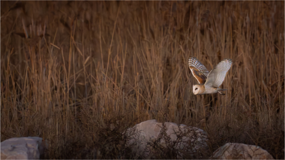 Main image Evening Hunt