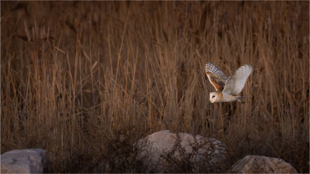 Main image Evening Hunt
