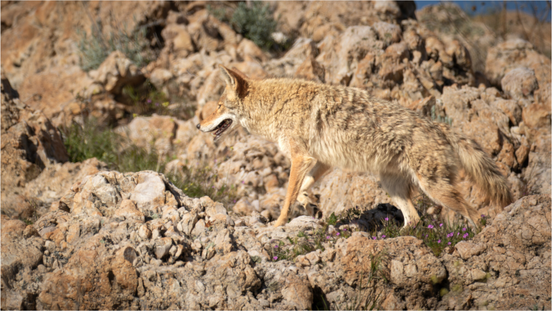 Main image Coyote Camouflage
