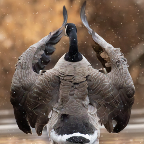Main image Champagne Goose