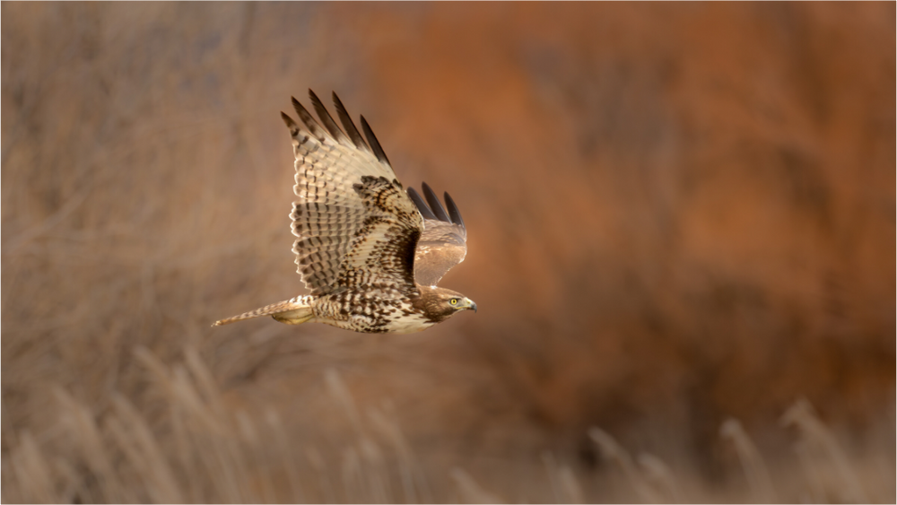 Main image Red Marsh Hawk