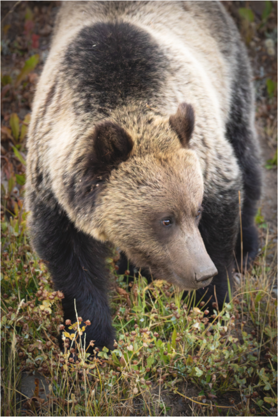 Main image Ben The Bear