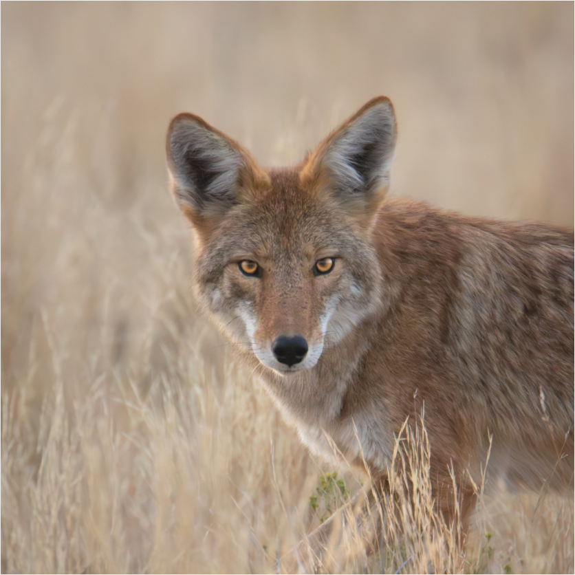 Main image Eye Contact