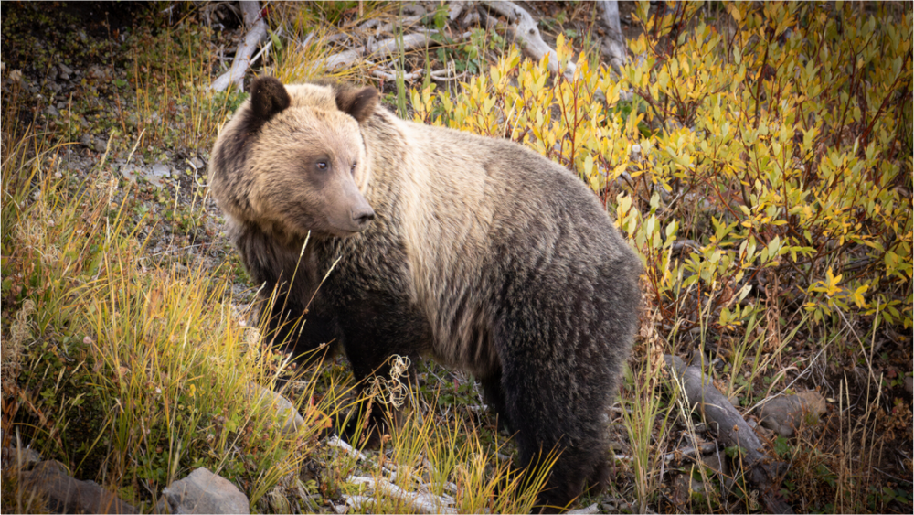 Main image Fall Bear