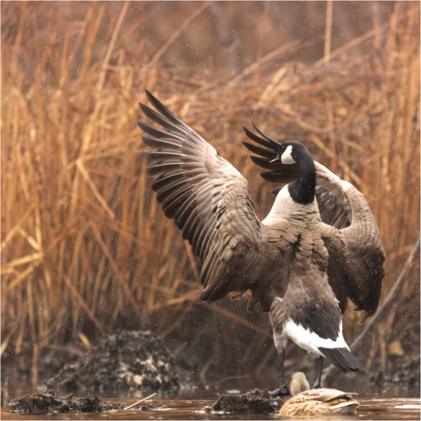 Main image Pond Royalty