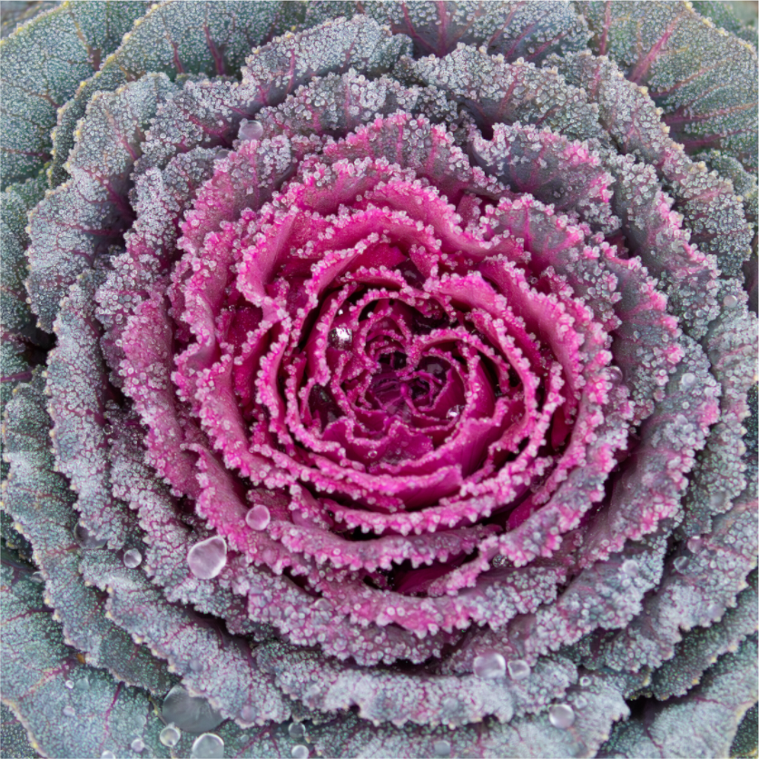 Main image Frosted Garden